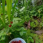 Gasthof Enki's Garden 3*