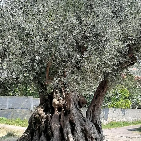 Enki's Casa de hóspedes