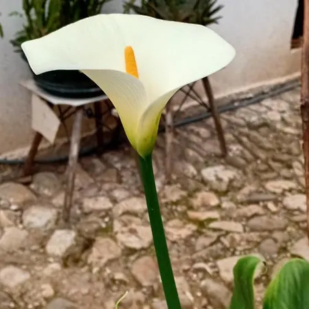 Enki's Garden Tirana