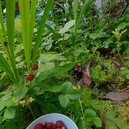 Pensionat Enki's Garden 3*