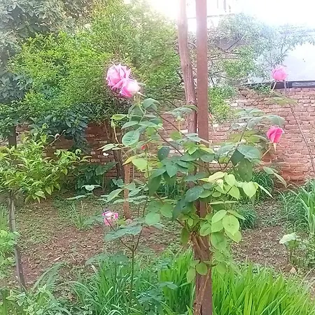 Enki's Garden